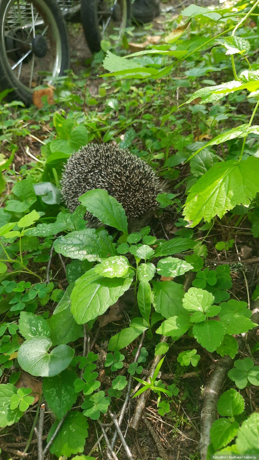 Паровозик спешит на чаепитие (фото 5)
