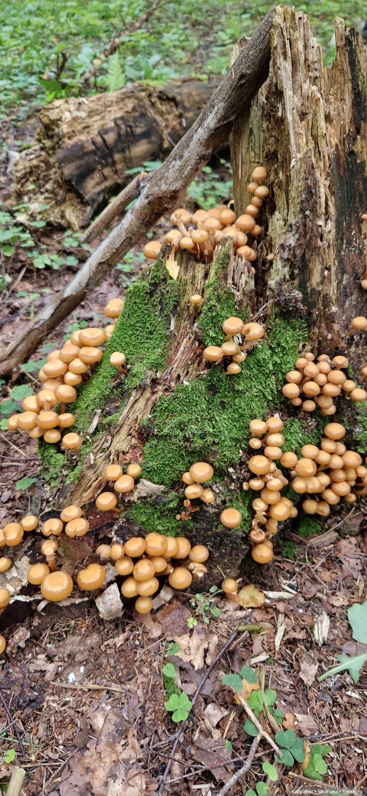Паровозик спешит на чаепитие (фото 9)