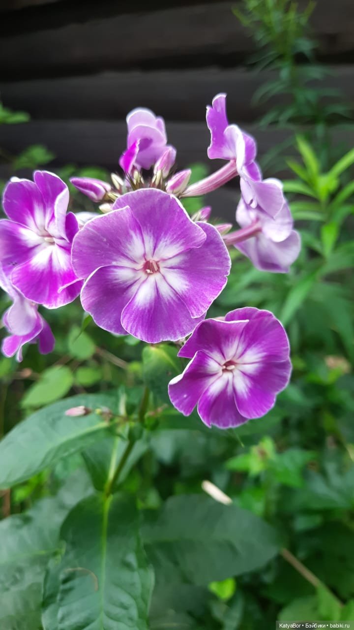 Паровозик спешит на чаепитие