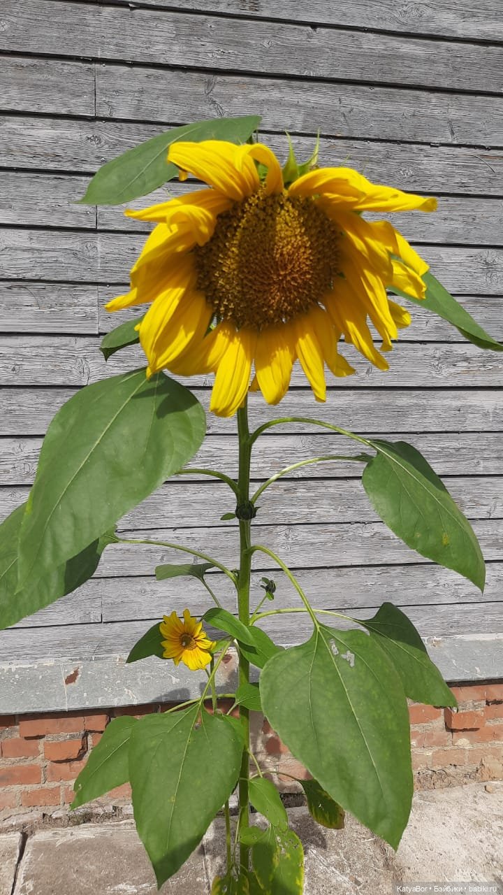 ЗаКЛИНило: в гостях у А.Гайдара