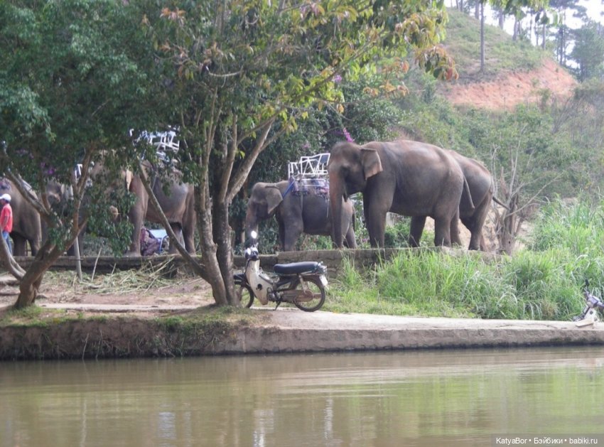 Воспоминания о встрече Нового года во Вьетнаме, и как у меня поселилась вьетнамочка Мариетта