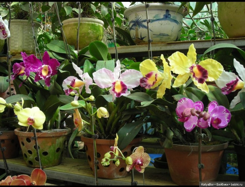 Воспоминания о встрече Нового года во Вьетнаме, и как у меня поселилась вьетнамочка Мариетта