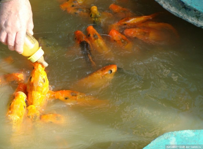 Воспоминания о встрече Нового года во Вьетнаме, и как у меня поселилась вьетнамочка Мариетта