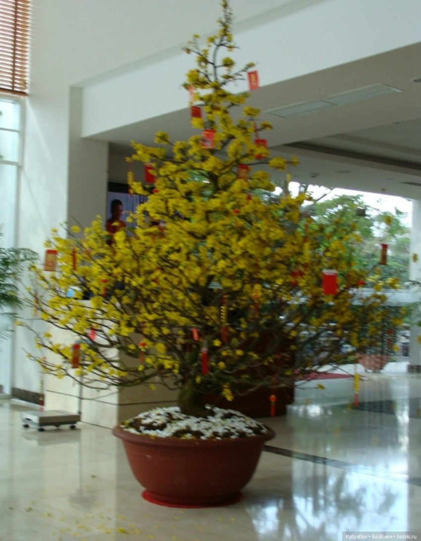 Воспоминания о встрече Нового года во Вьетнаме, и как у меня поселилась вьетнамочка Мариетта