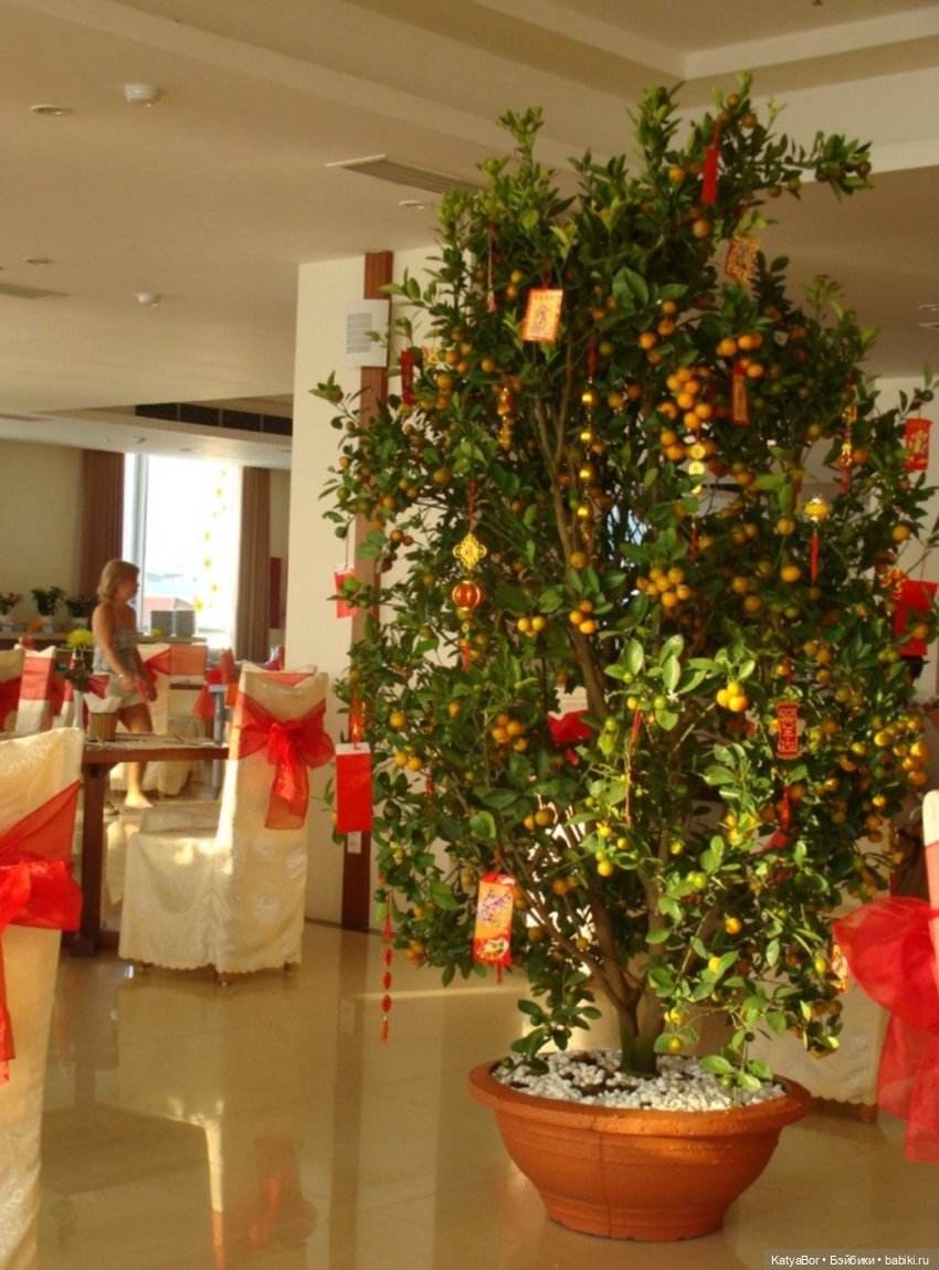 Воспоминания о встрече Нового года во Вьетнаме, и как у меня поселилась вьетнамочка Мариетта