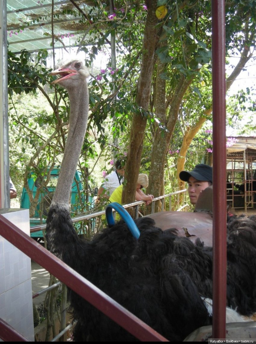 Воспоминания о встрече Нового года во Вьетнаме, и как у меня поселилась вьетнамочка Мариетта