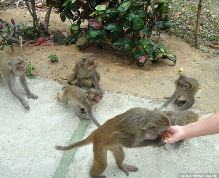Воспоминания о встрече Нового года во Вьетнаме, и как у меня поселилась вьетнамочка Мариетта