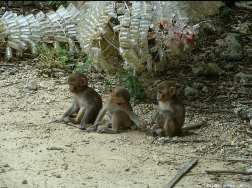 Воспоминания о встрече Нового года во Вьетнаме, и как у меня поселилась вьетнамочка Мариетта