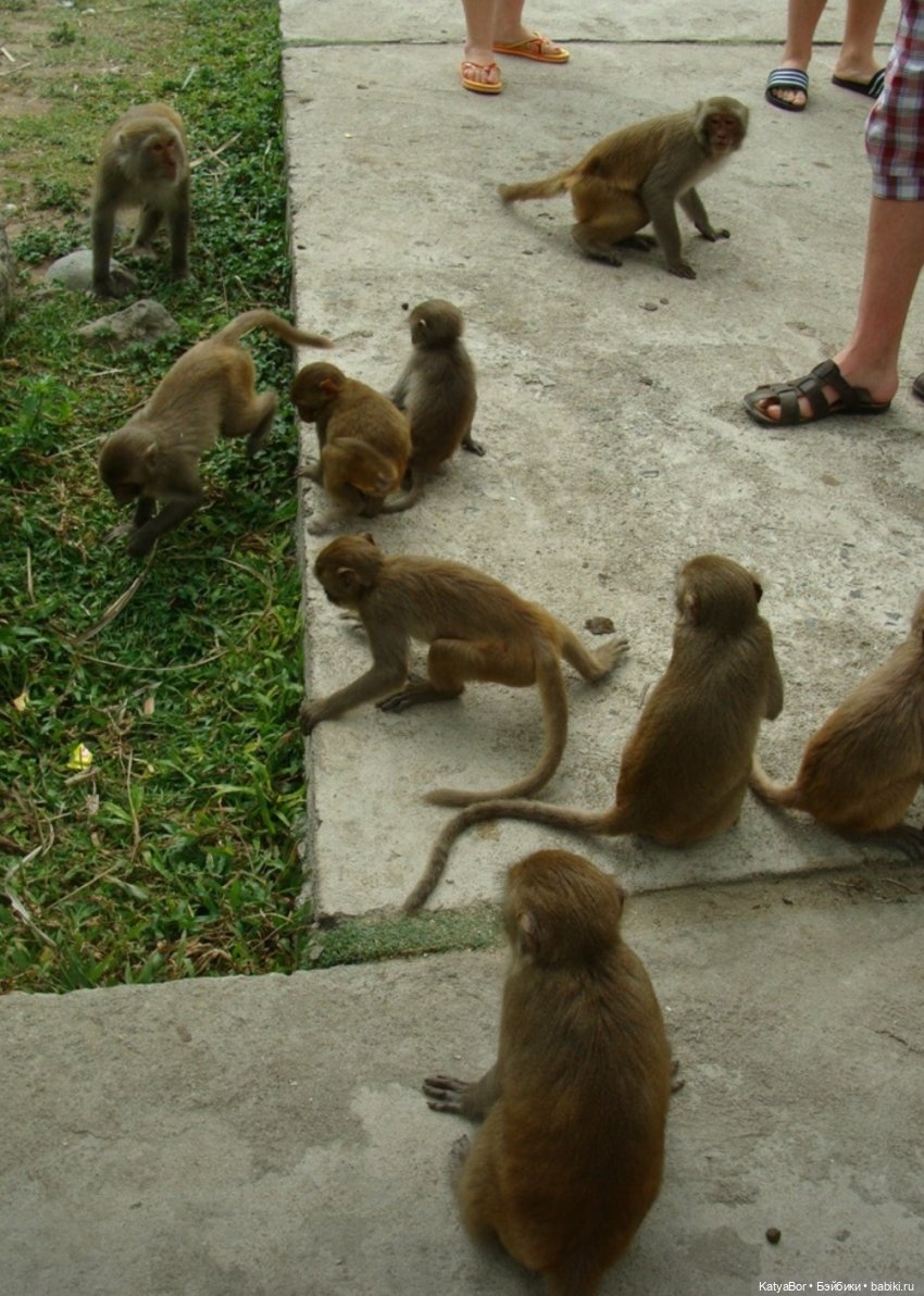 Воспоминания о встрече Нового года во Вьетнаме, и как у меня поселилась вьетнамочка Мариетта