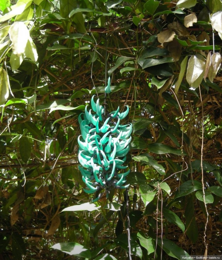 Воспоминания о встрече Нового года во Вьетнаме, и как у меня поселилась вьетнамочка Мариетта