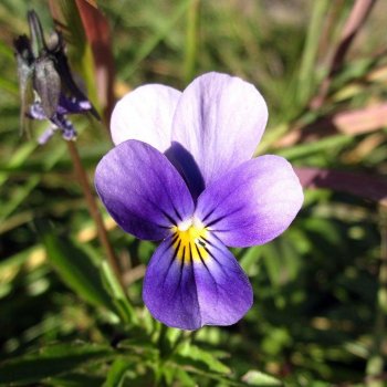 Мой весенний цветочек)