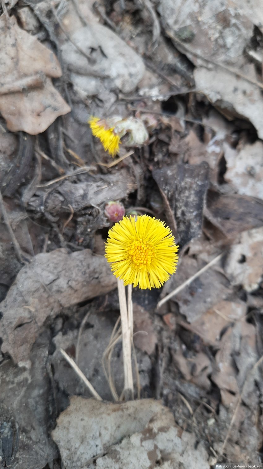 Суриса отправляется в поход