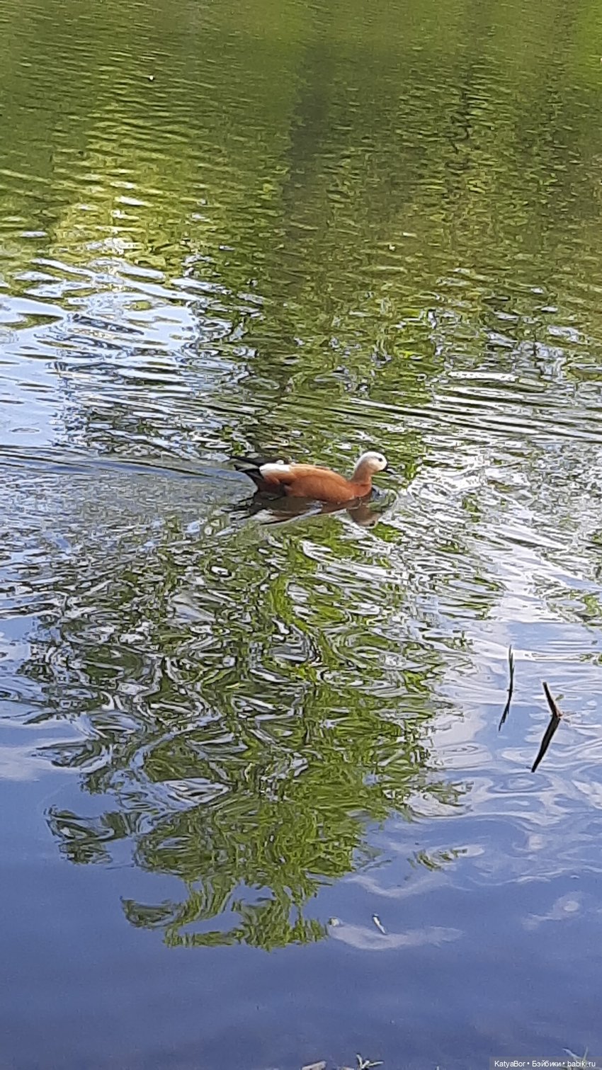 Покровское-Стрешнево весной (фото 9)