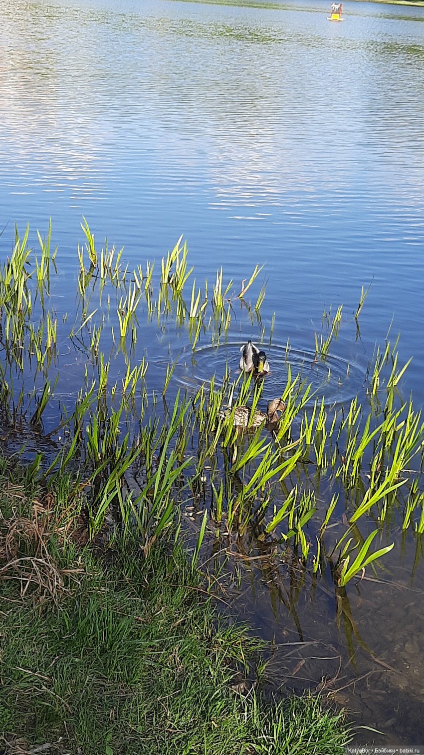 Покровское-Стрешнево весной (фото 10)
