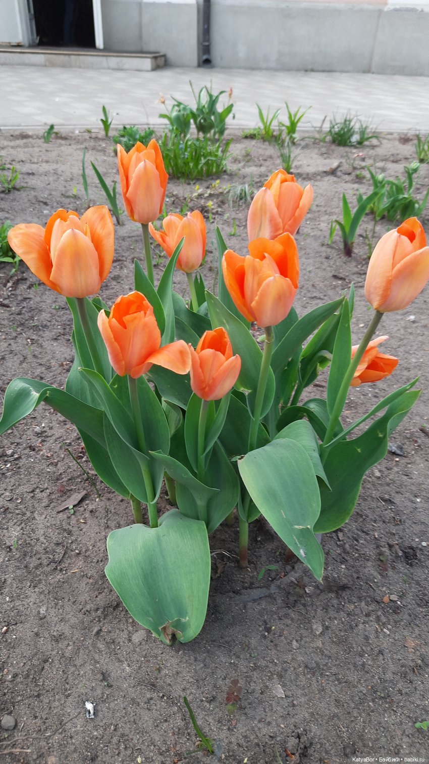 Покровское-Стрешнево весной