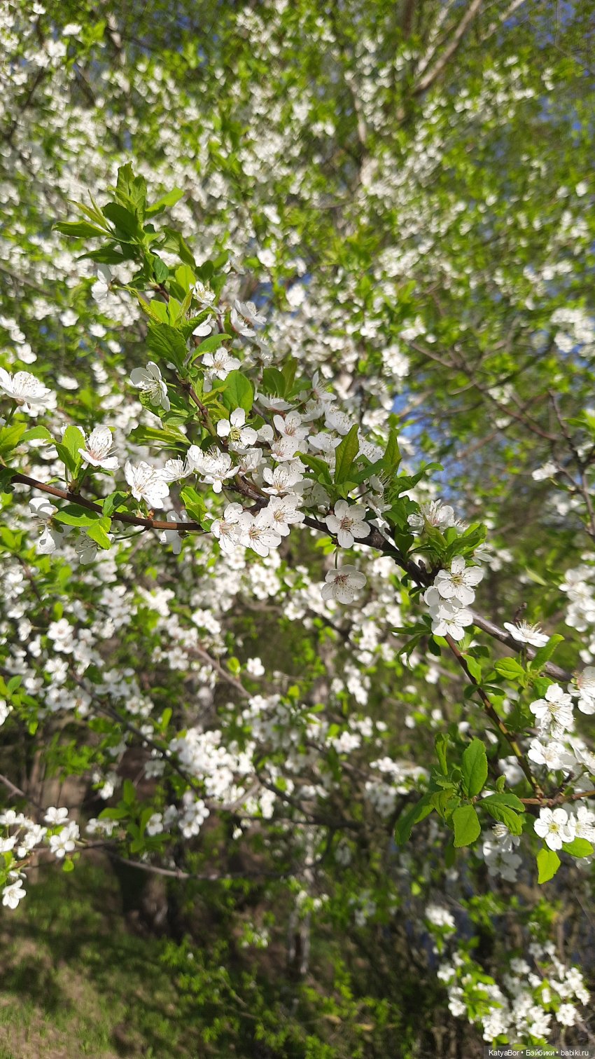 Покровское-Стрешнево весной
