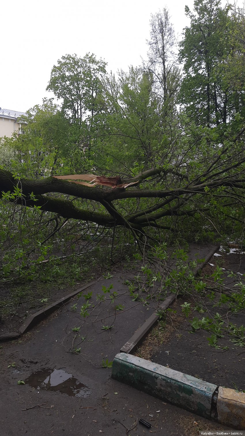 Штормовая девочка и золотая рыбка