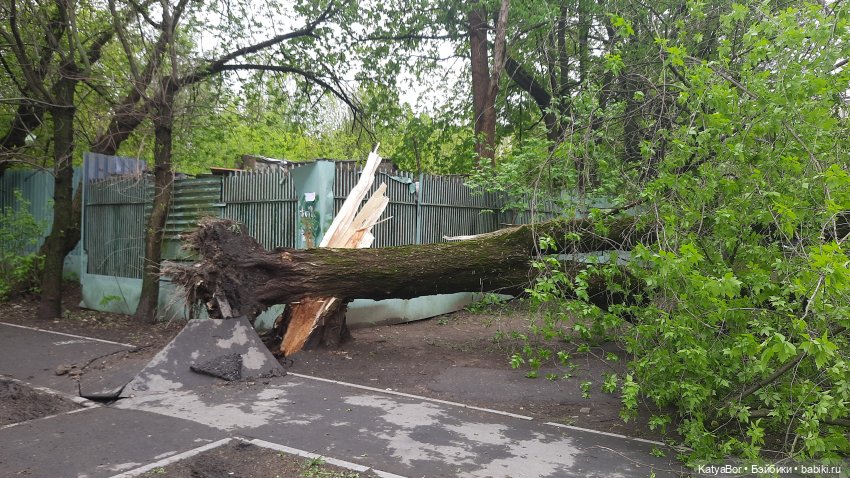 Штормовая девочка и золотая рыбка