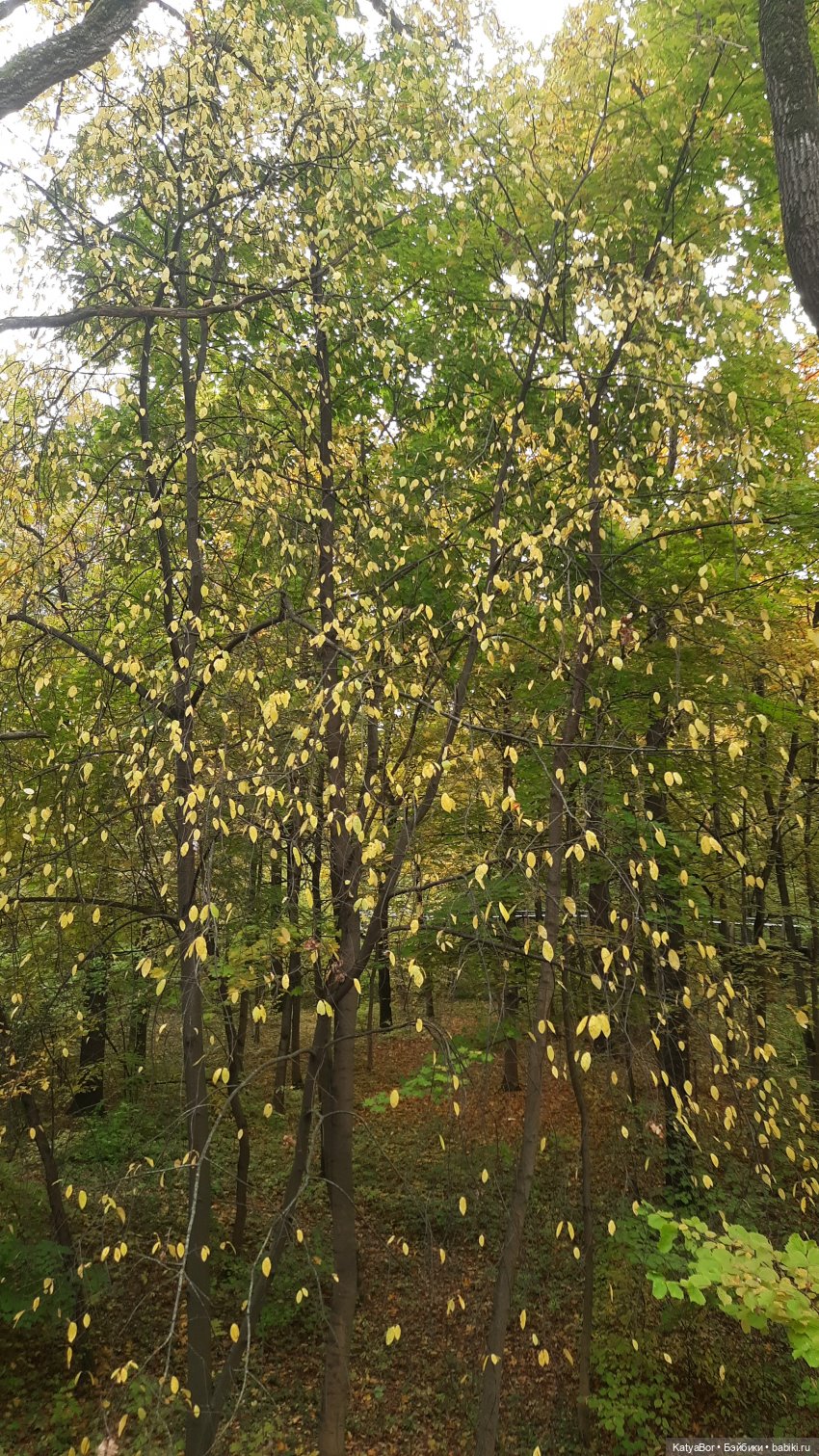 Экотропой — Куклы Zwergnase (Цвергназе/Цверги): фото (фото 10)