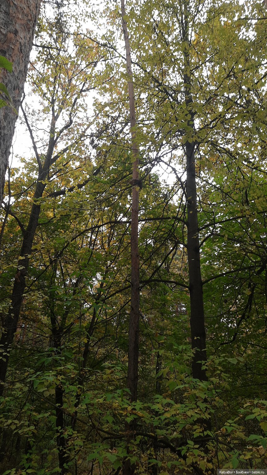 Экотропой — Куклы Zwergnase (Цвергназе/Цверги): фото