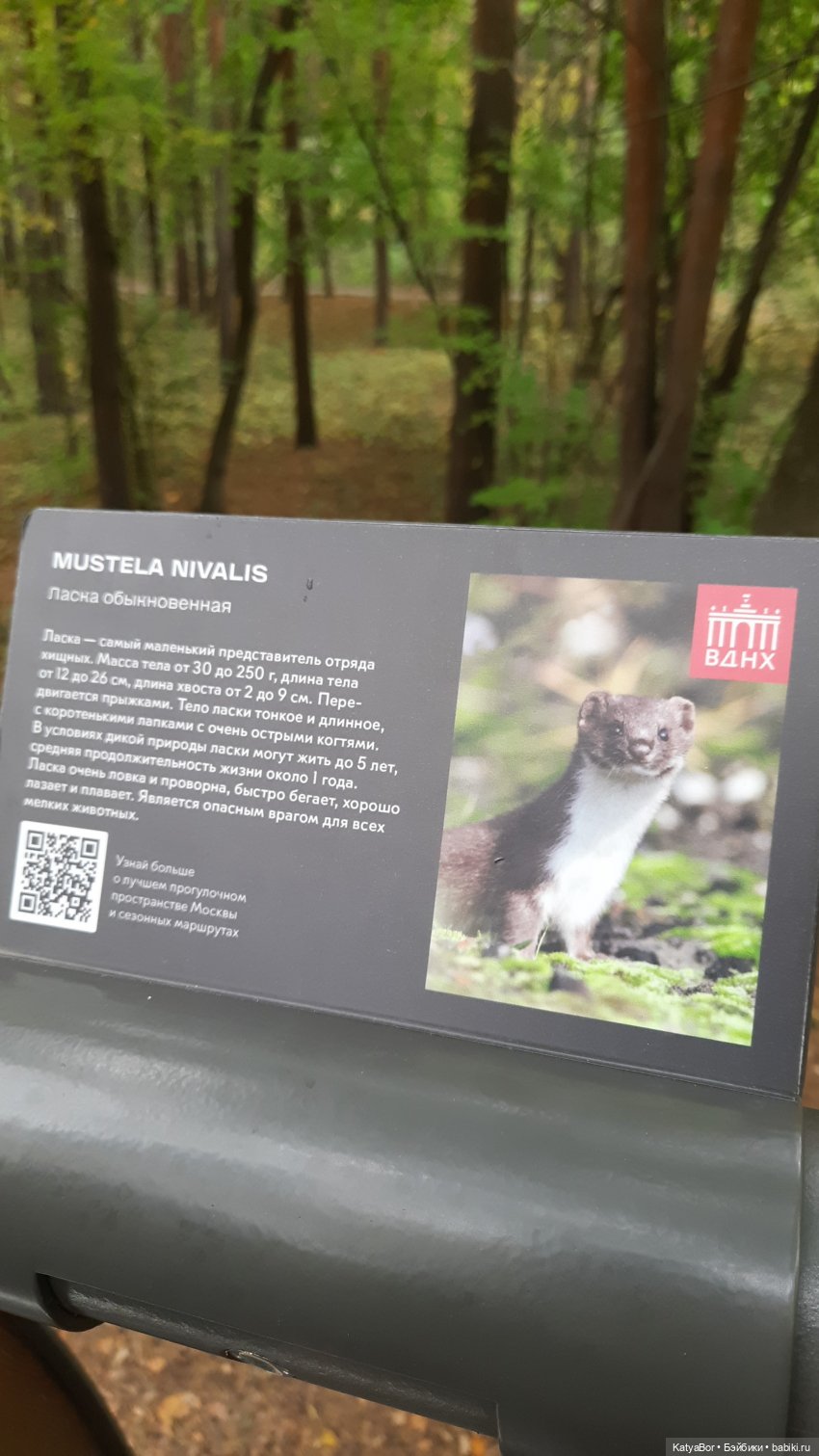 Экотропой — Куклы Zwergnase (Цвергназе/Цверги): фото