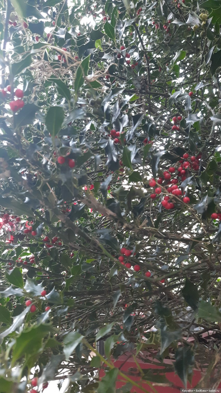 Все прекрасно в Рождество, и Москва)