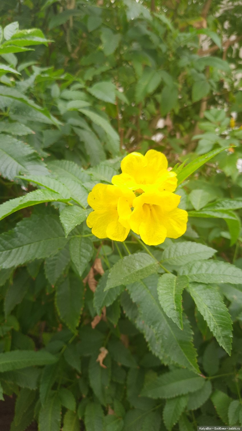 Восточная красавица запрыгнула в чемодан