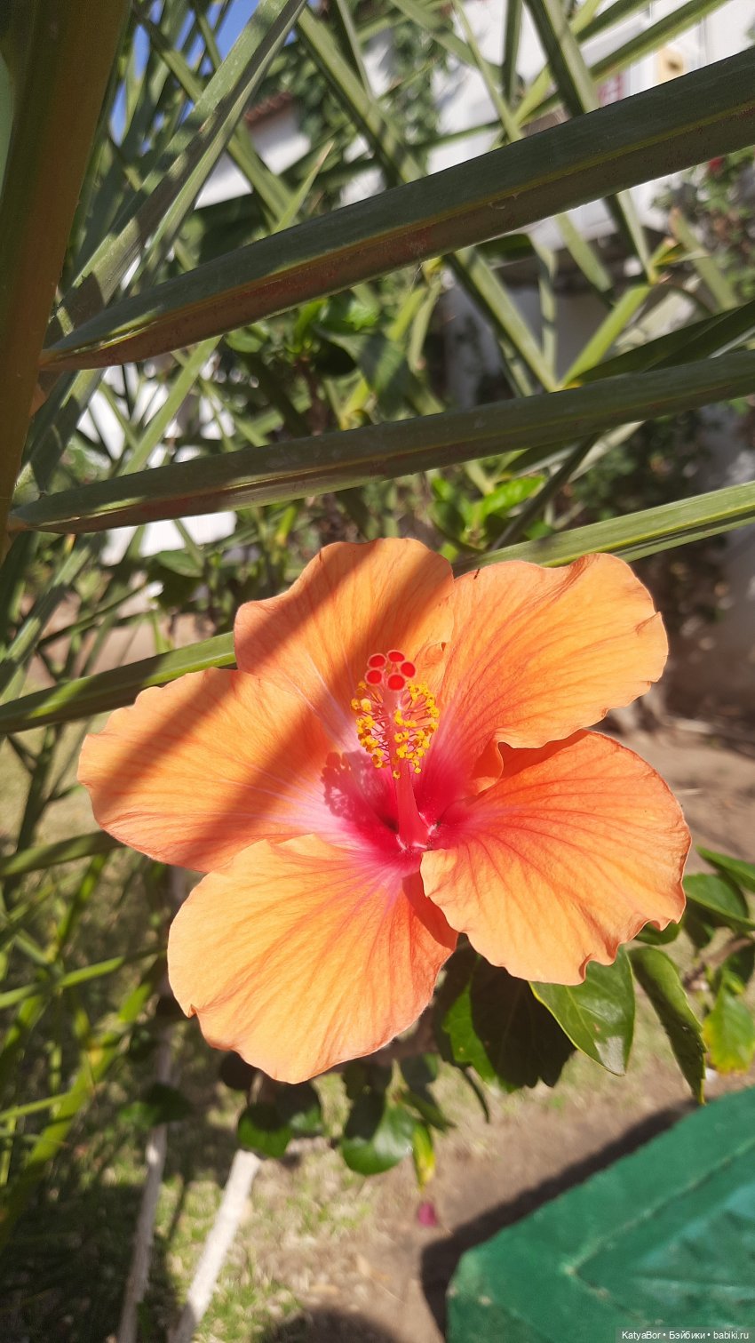 Та самая Синди — Куклы Sindy (Синди) и Tammy (Тамми): винтаж (фото 5)