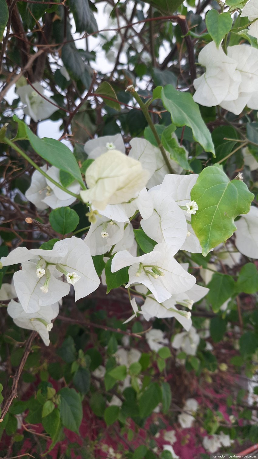 Та самая Синди — Куклы Sindy (Синди) и Tammy (Тамми): винтаж