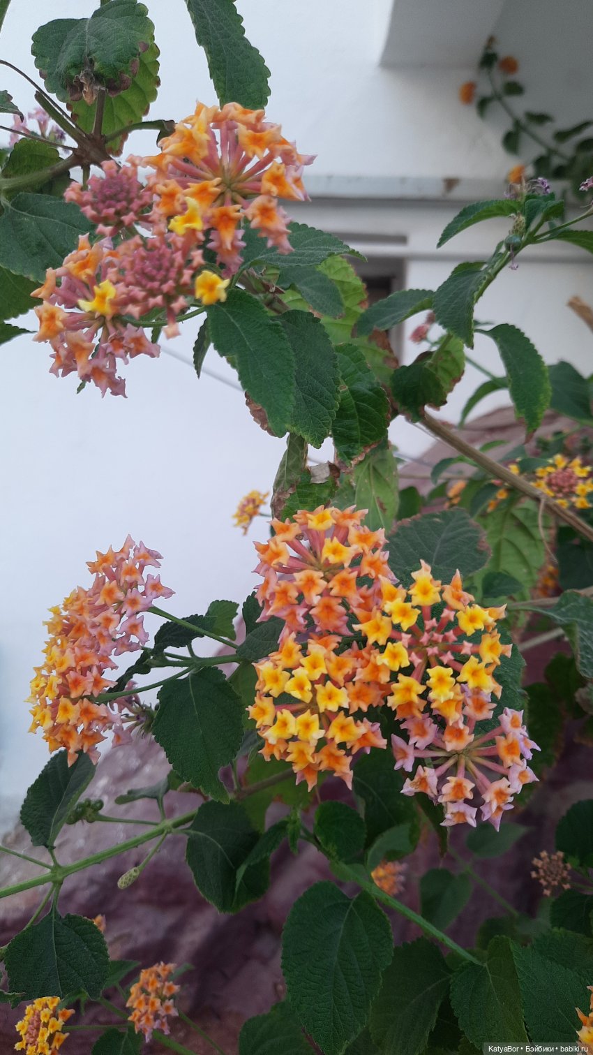 Та самая Синди — Куклы Sindy (Синди) и Tammy (Тамми): винтаж (фото 3)