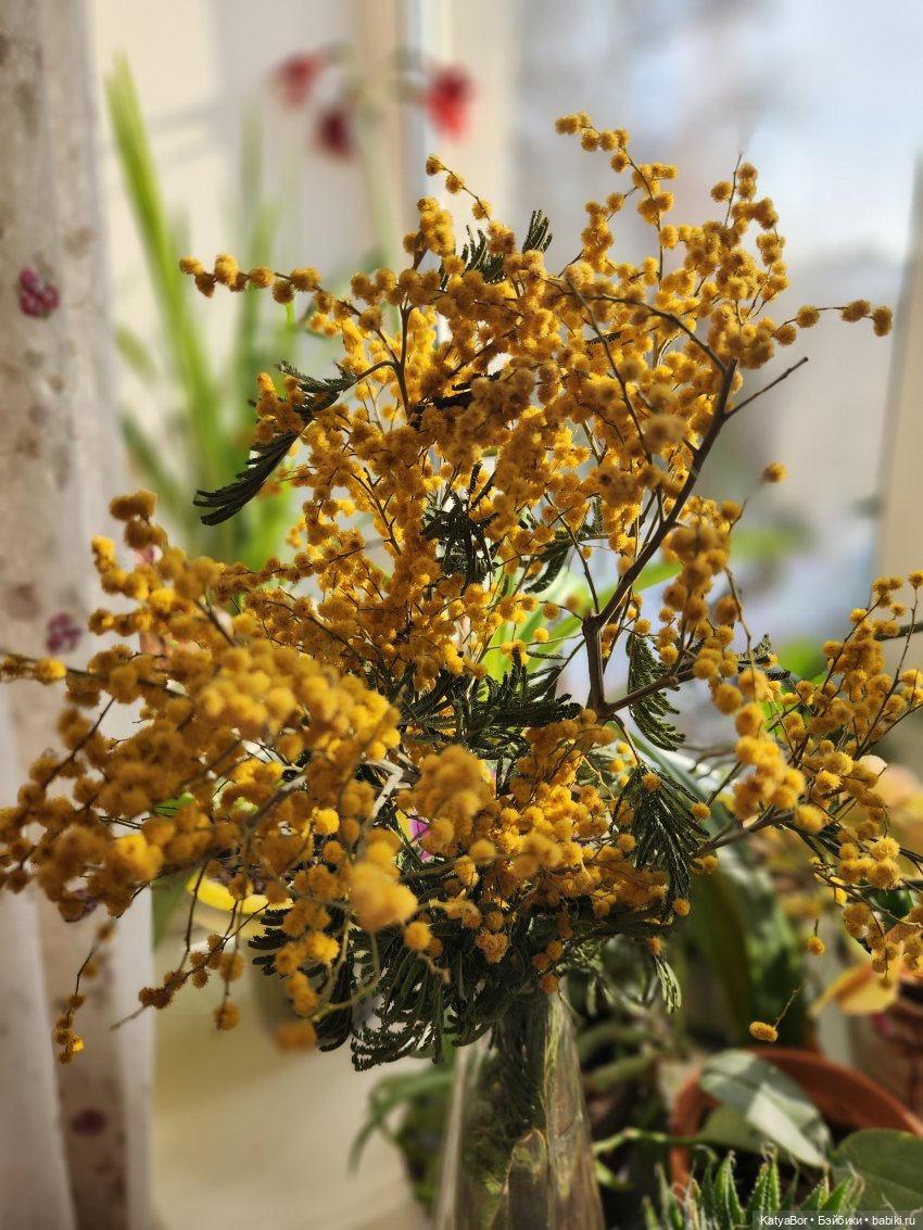 Мои куклы. Кто живёт у меня на столе