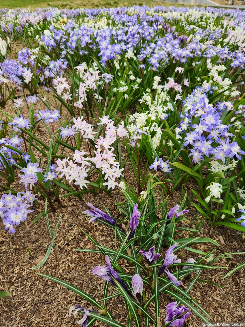 Весна глазами москвички — Куклы Gotz (Готц): Ханна