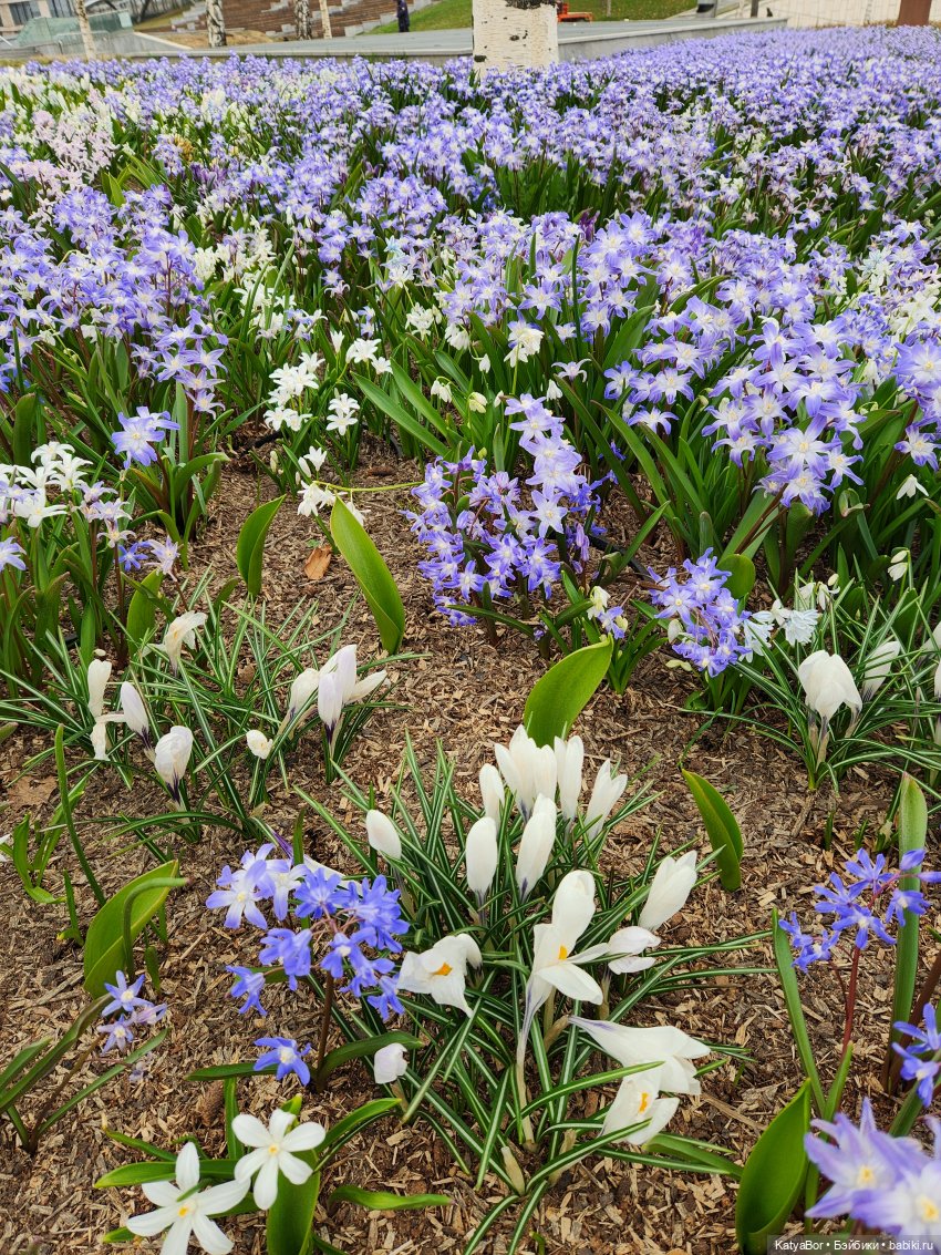 Весна глазами москвички — Куклы Gotz (Готц): Ханна