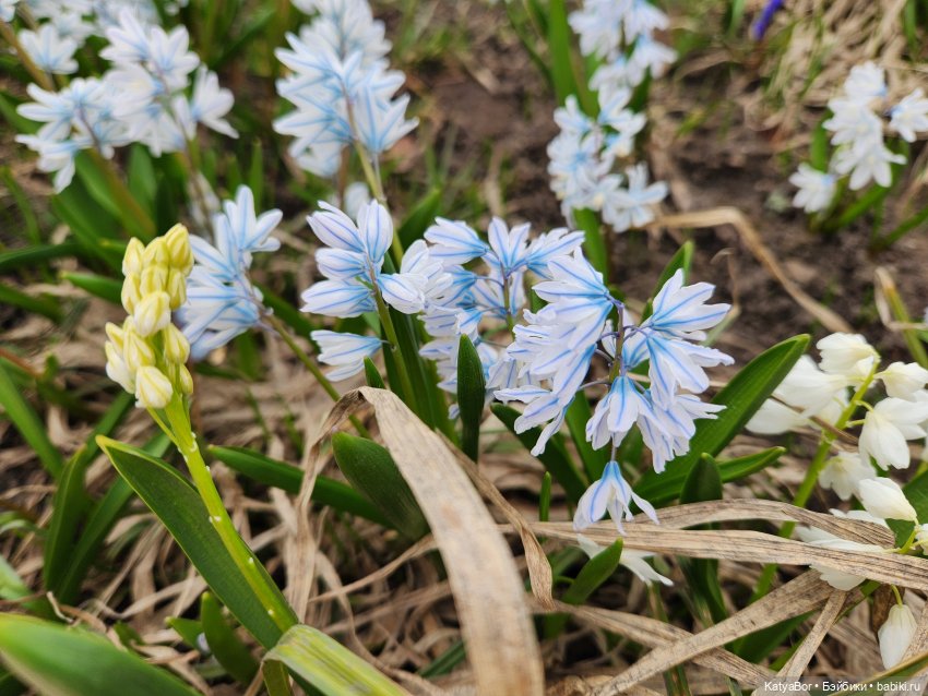 Весна глазами москвички — Куклы Gotz (Готц): Ханна