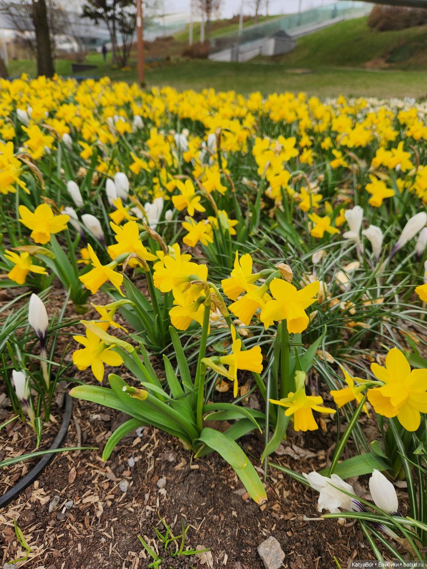 Весна глазами москвички — Куклы Gotz (Готц): Ханна