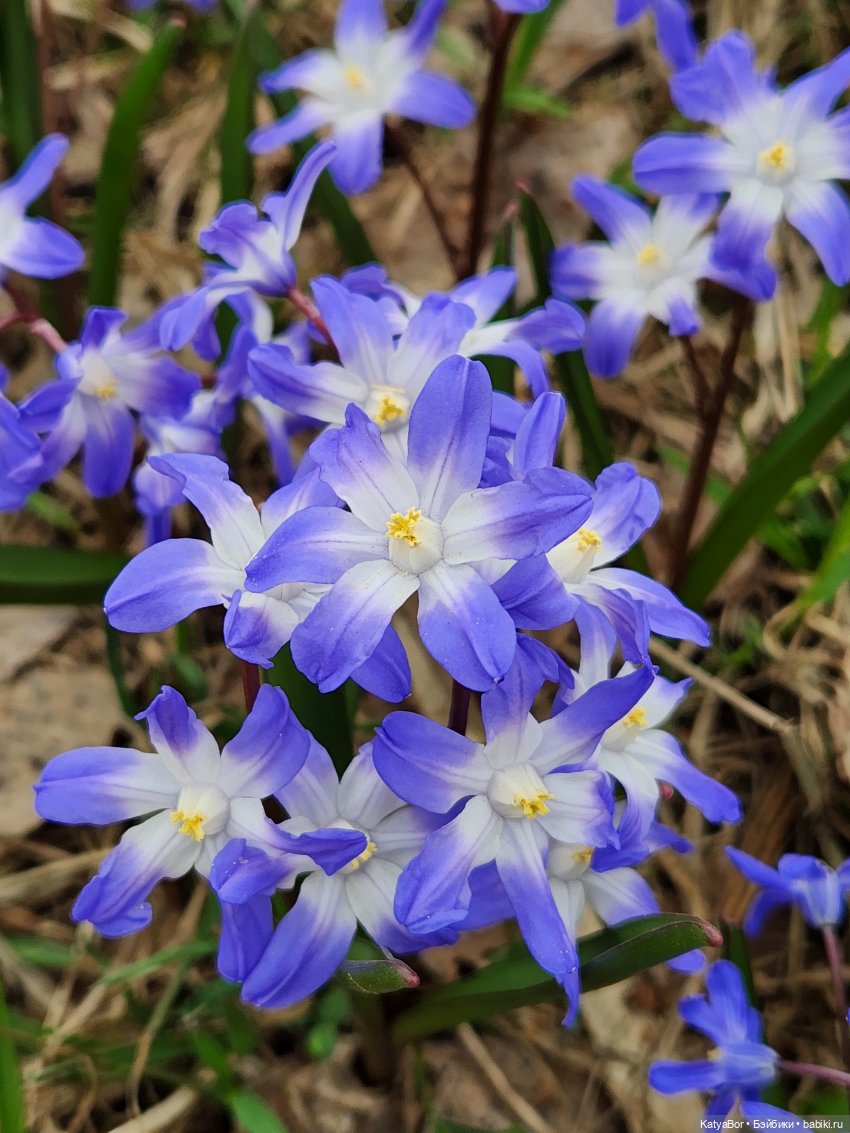 Весна глазами москвички — Куклы Gotz (Готц): Ханна