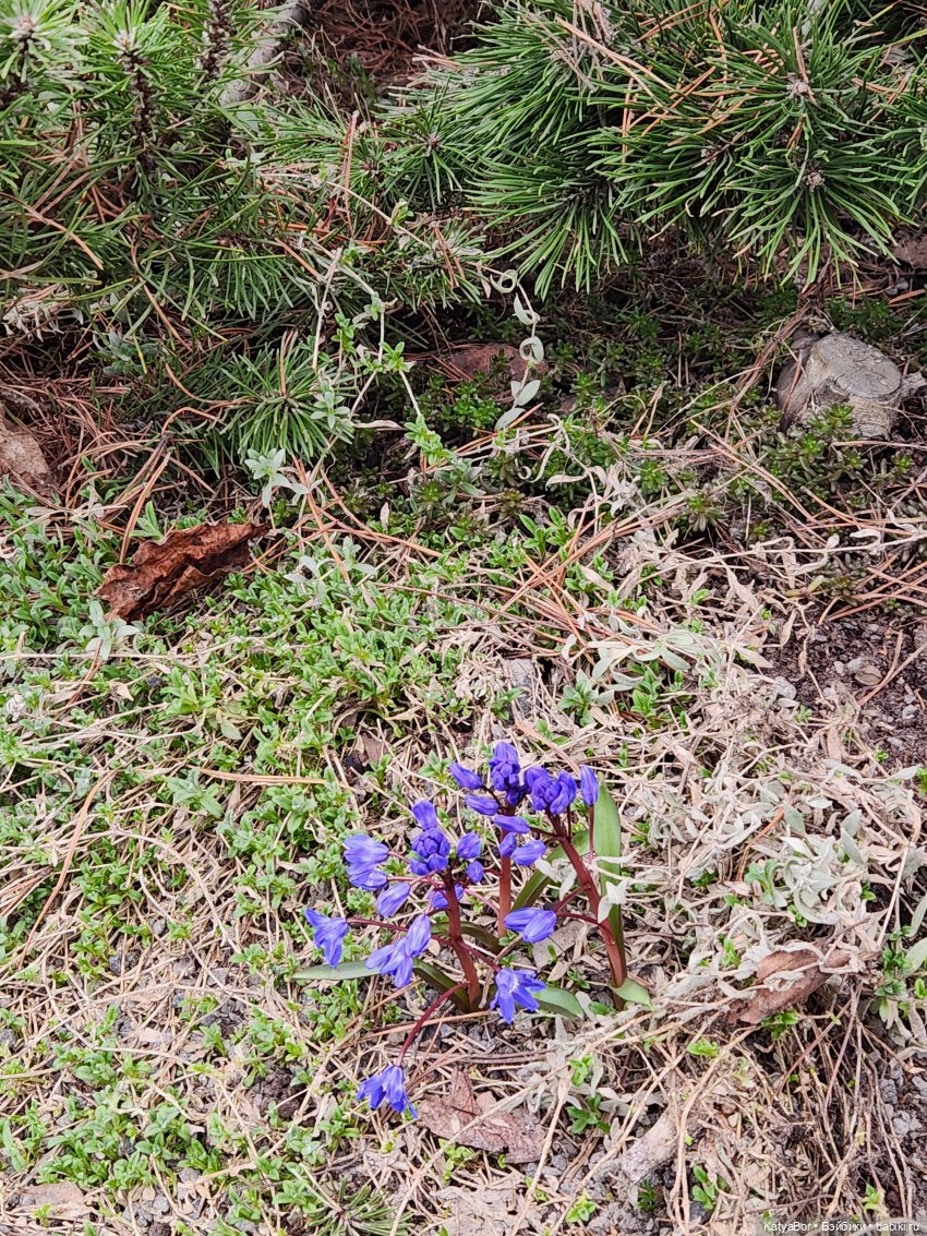 Весна глазами москвички — Куклы Gotz (Готц): Ханна