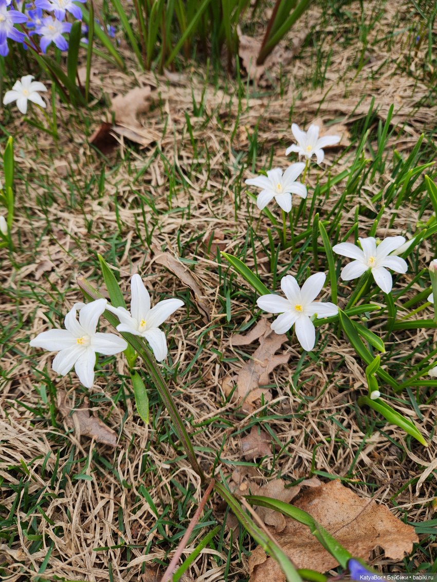 Весна глазами москвички — Куклы Gotz (Готц): Ханна (фото 2)