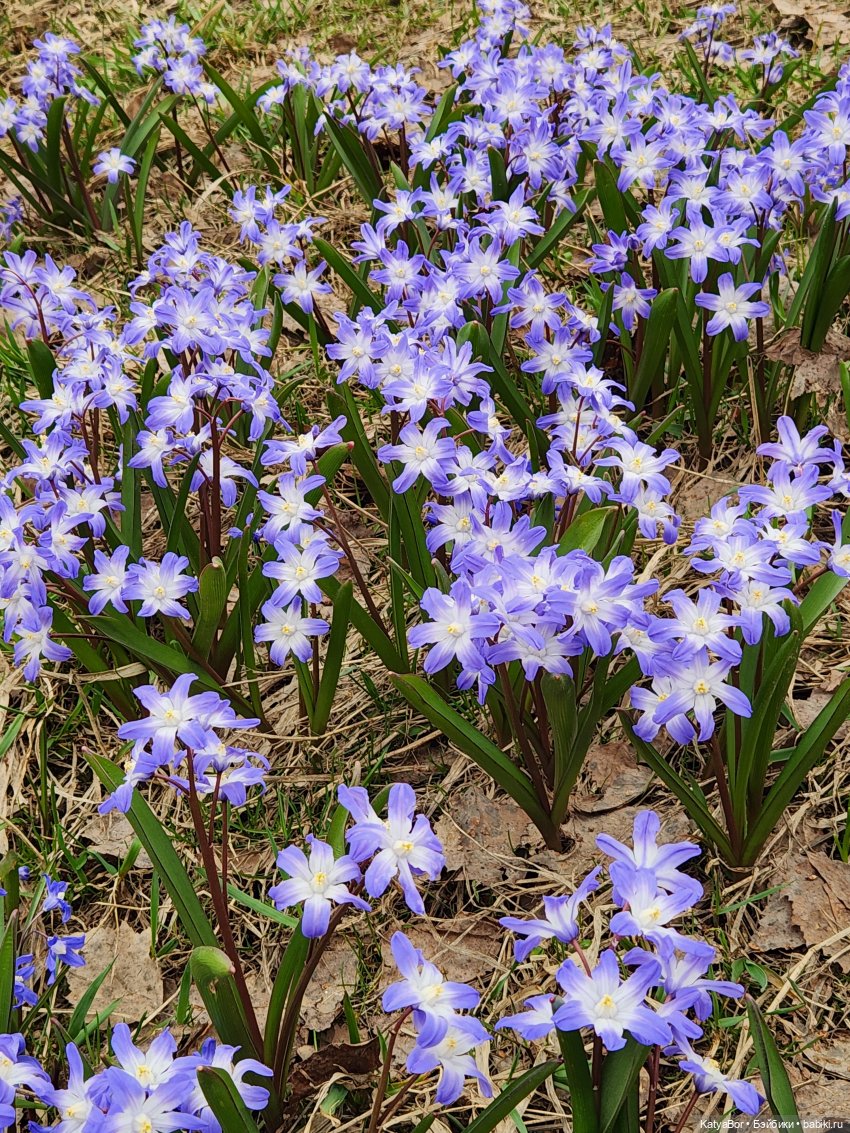 Весна глазами москвички — Куклы Gotz (Готц): Ханна