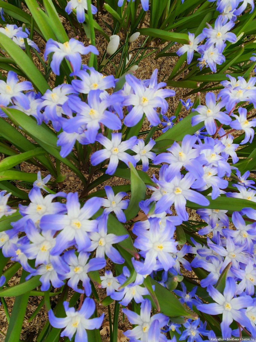 Весна глазами москвички — Куклы Gotz (Готц): Ханна