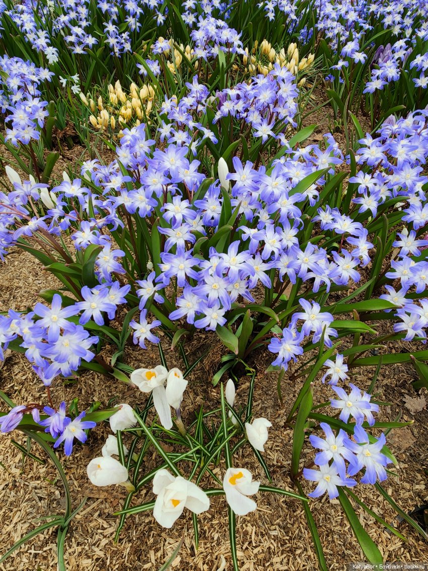 Весна глазами москвички — Куклы Gotz (Готц): Ханна