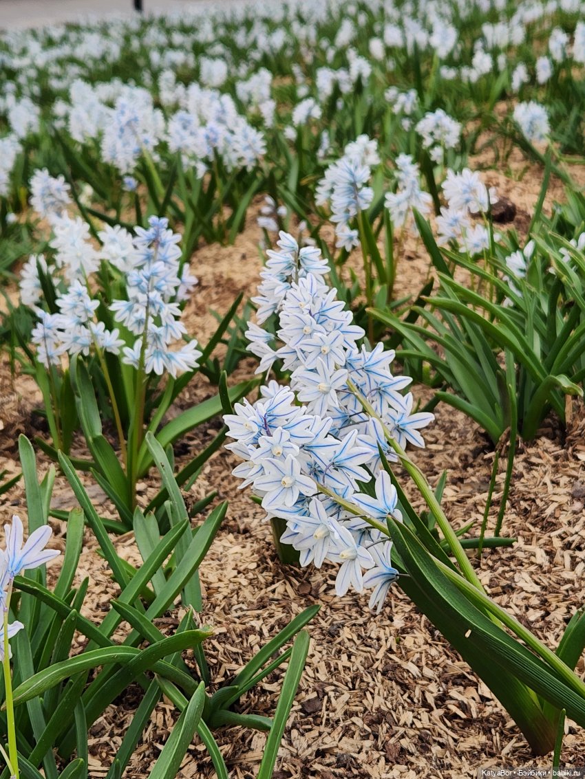 Весна глазами москвички — Куклы Gotz (Готц): Ханна