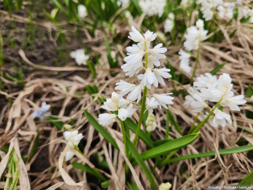 Весна глазами москвички — Куклы Gotz (Готц): Ханна
