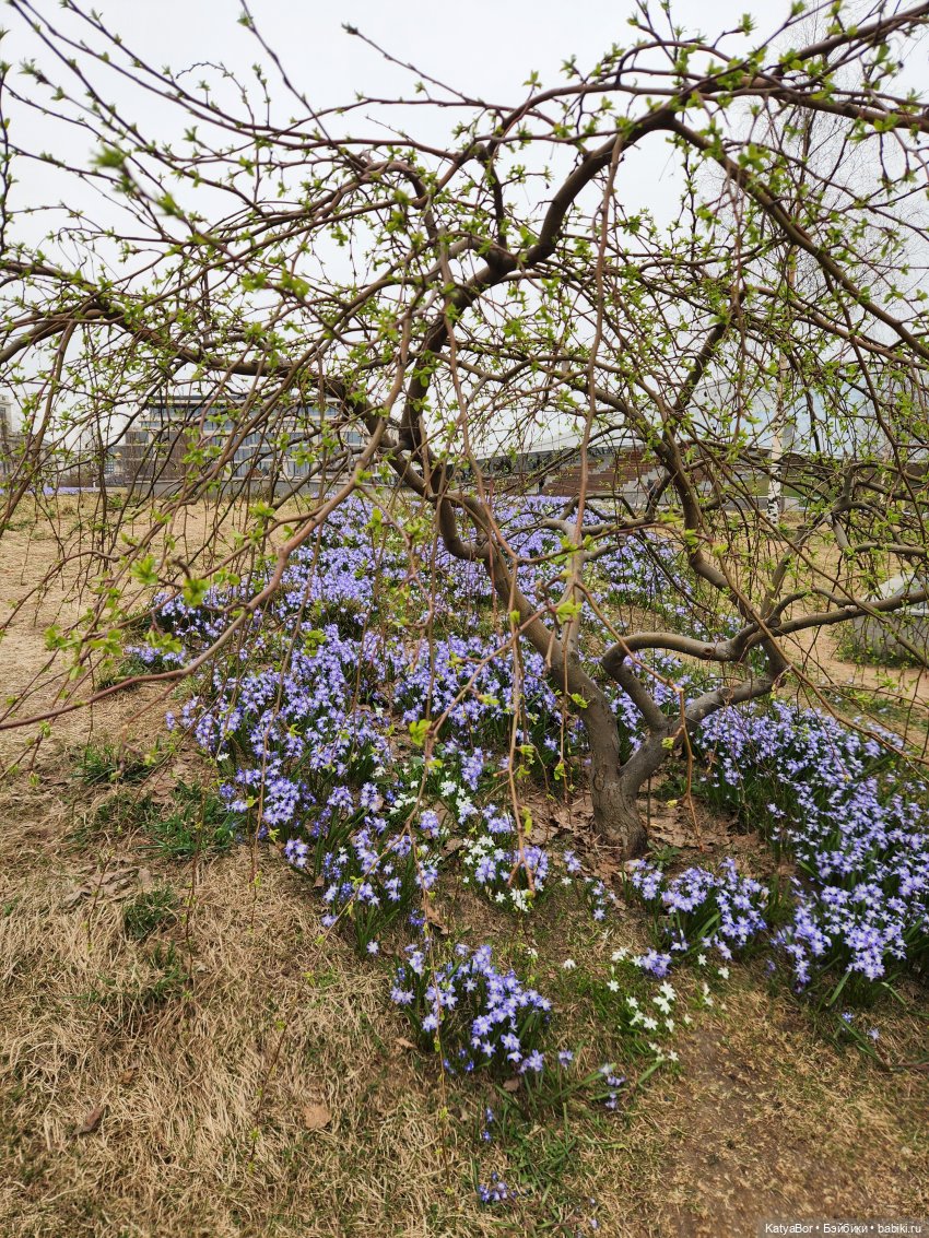 Весна глазами москвички — Куклы Gotz (Готц): Ханна