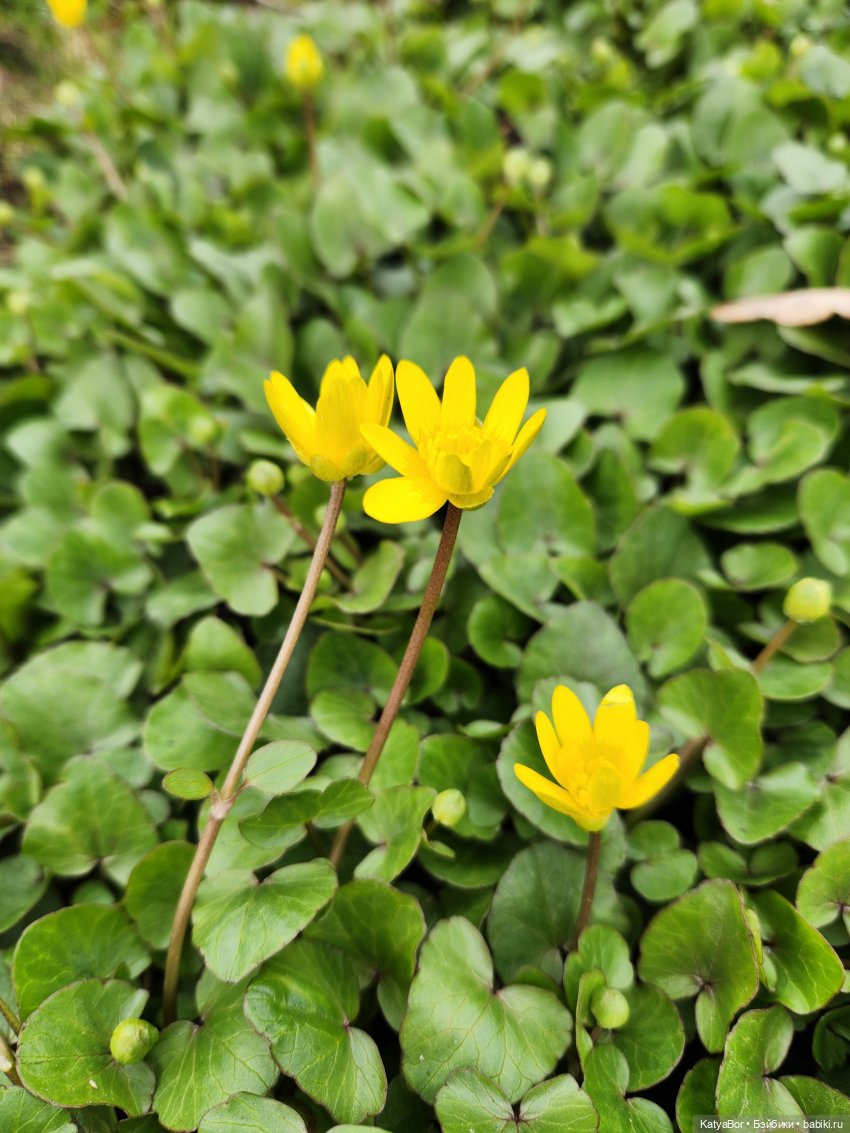 Пасхальные каникулы в Твери | Бэйбики Пасхальные каникулы в Твери