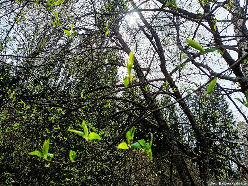 АФИША: MadFox (open air) — Кукольные флешмобы: Эстафеты