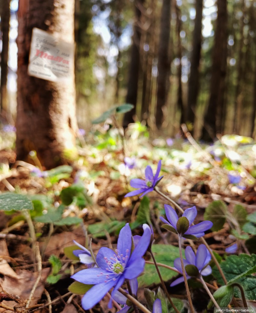 АФИША: MadFox (open air) — Кукольные флешмобы: Эстафеты (фото 4)