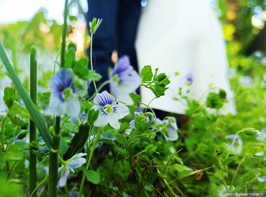 Свадебное. День | Бэйбики Свадебное. День — Куклы Barbie (Барби): Looks