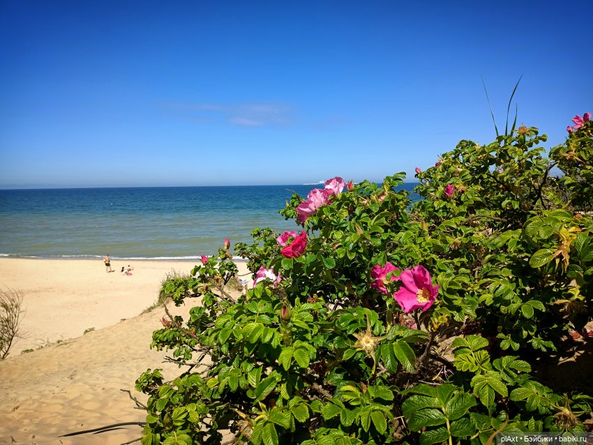 Вне истории. Мёд и Балтика. День 1. Ознакомление (фото 6)