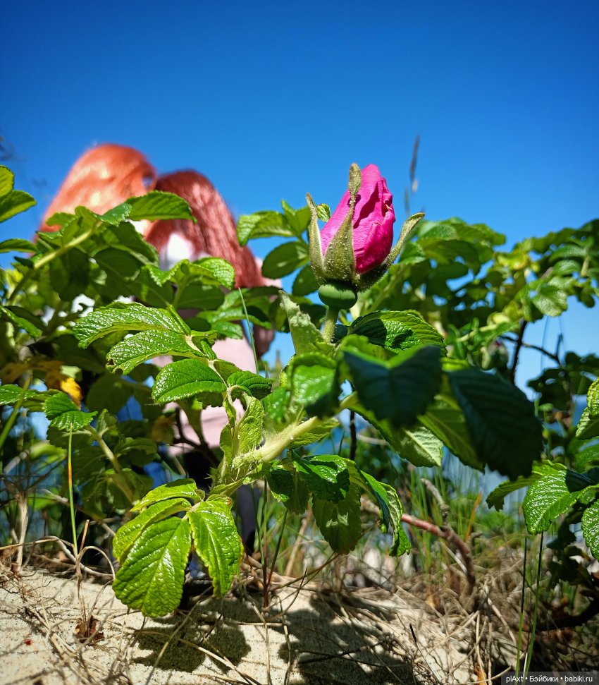 Вне истории. Мёд и Балтика. День 1. Ознакомление